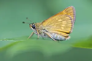 Large Skipper Butterfly Prints: Large skipper (Ochlodes sylvanus)