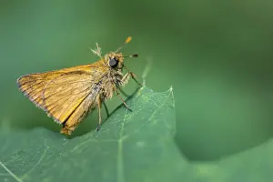 European Skipper Butterfly Prints: Large skipper (Ochlodes sylvanus)