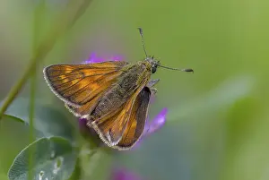 Images Dated 10th June 2024: Large Skipper Butterfly Print