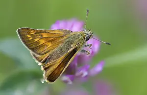 Images Dated 10th June 2024: Large Skipper Butterfly Print