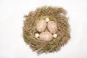 Brown Eggs Prints: Large and small eggs in a nest