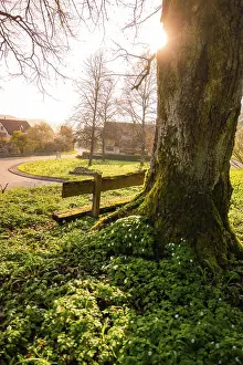 German Village Scene Prints: A large tree with sunlight through the branches