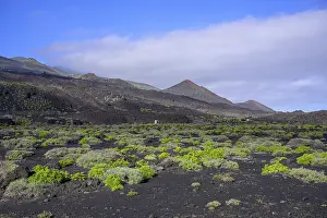 La Palma Spain Prints: Lava fields with fresh greenery