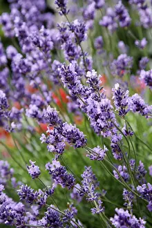 Purple Blossoms Prints: Lavender