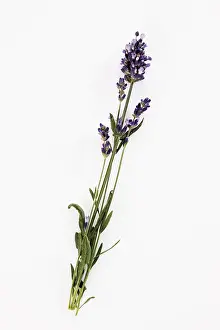 Alternative Medicine Plant Prints: Lavender branch