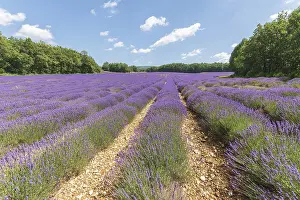 Lavender Fields In Provence Prints: Lavender fields in bloom in Provence