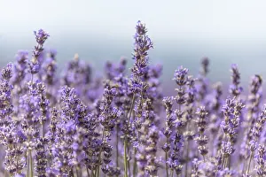 Agricultural Landscape Images Prints: Lavender fields in bloom in Provence