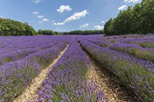 Empty Countryside Landscapes Prints: Lavender fields in bloom in Provence