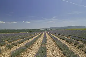 Vaucluse Prints: Lavender Fields Print at Mont Ventoux