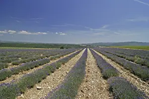 European Countryside Scenery Prints: Lavender fields at Mont Ventoux