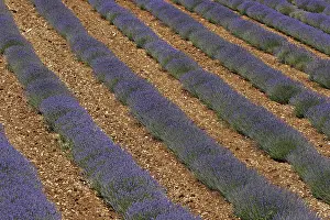 Lavender Fields Prints: Lavender fields near Sault