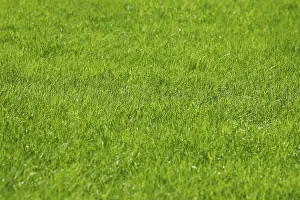 Lawn Lawn Print by imageBROKER
