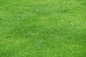 Double Exposure Photography Prints: Lawn