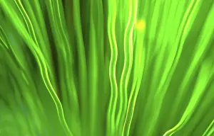 Macro Leaf Photography Prints: Leaf