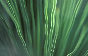 Macro Leaf Photography Prints: Leaf