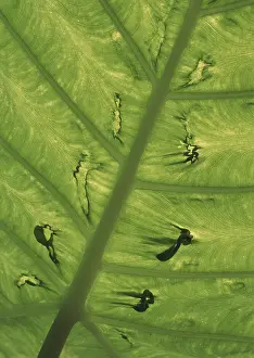 Macro Leaf Photography Prints: Leaf