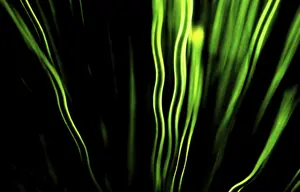 Macro Leaf Photography Prints: Leaf