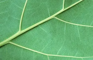 Green Plant Details Prints: Leaf detail