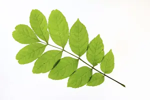 Deciduous Tree Cutout Prints: Leaf of an ash tree, cropped