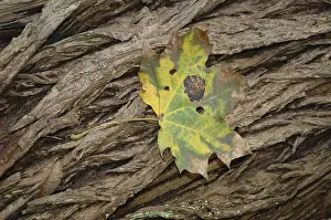 Uninhabited Plant Life Prints: Leaf on bark