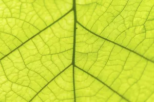 Close Up Leaf View Prints: Leaf from below, leaf structure, detail view