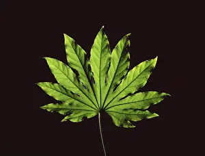 Studio Plant Photography Prints: Leaf in front of a black backdrop
