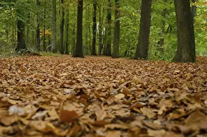 Autumn Forest Germany Prints: Leaf-covered ground in a dense