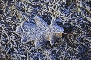 Winter Plant Life Prints: Leaf in hoarfrost