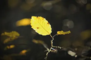 No People In Nature Scenes Prints: Leaf against the light