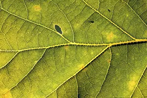 Backlit Oak Tree Prints: Leaf of an oak, after-image of the leaf structure against the light