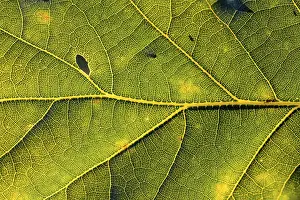 Backlit Oak Tree Prints: Leaf of an oak, after-image of the leaf structure against the light