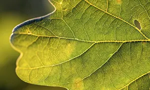 Backlit Oak Tree Photo Prints: Leaf of an oak, after-image of the leaf structure against the light
