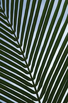 Jungle Vegetation Prints: Leaf of a palm tree