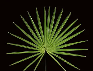 Studio Plant Photography Prints: Leaf of a palm tree in front of a black backdrop