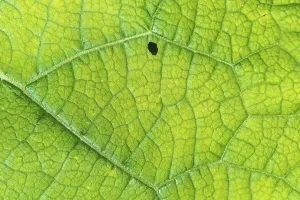 Close View Of A Leaf Prints: A leaf with a small hole in it