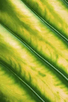 Close Up Macro Photos Prints: Leaf structure