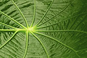 South American Flora Prints: Leaf structure, Capeeba (Pothomorphe peltata)