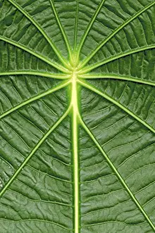 Large Emerald Green Leaves Prints: Leaf structure, Capeeba (Pothomorphe peltata)