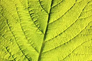 Detailed Botanical Photography Prints: Leaf structure, close-up