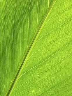 Green Leaf Structure Prints: LEAF, STRUCTURE, LEAF STRUCTURES