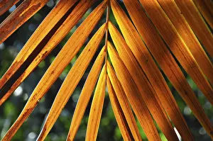 Brown Background Prints: LEAF, STRUCTURE, LEAF STRUCTURES