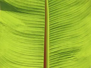 Deserted Plant Leaves Prints: LEAF, STRUCTURE, LEAF STRUCTURES