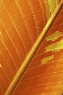 Leaf Vein Patterns Prints: LEAF, STRUCTURE, LEAF STRUCTURES