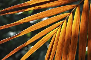 Botany Images Prints: LEAF, STRUCTURE, LEAF STRUCTURES