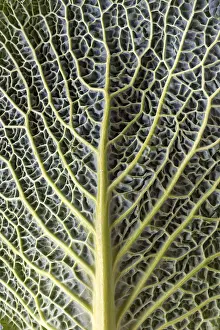 Cabbage Vegetable Nutrition Prints: Leaf structure of a vegetable cabbage (Brassica oleracea var)