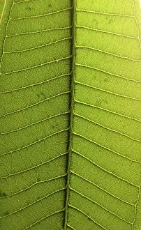 Green Leaves Prints: Leaf structures, leaf, green, leaf vein