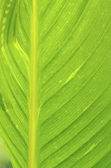 Botany Patterns Prints: Leaf structures, leaf structure