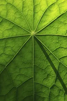 Deserted Open Air Plants Prints: Leaf surface, structure of a nasturtium