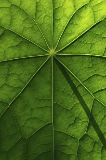 Brassicaceae Plant Surface Prints: Leaf surface, structure of a nasturtium