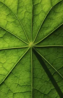 Brassicaceae Plant Surface Prints: Leaf surface, structure of a nasturtium